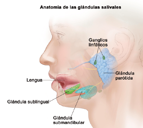 Inflamación glándulas salivales